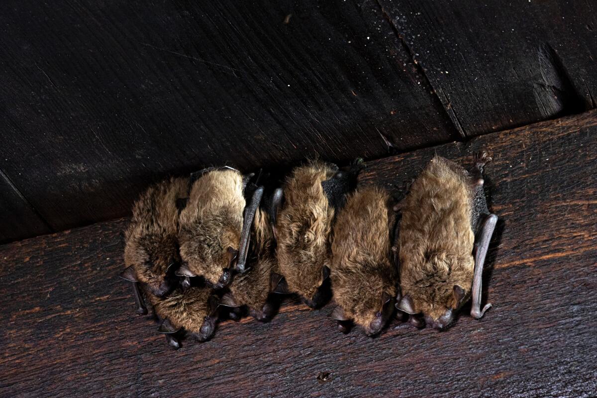 Bats laying down